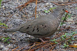 Image of Common Ground Dove