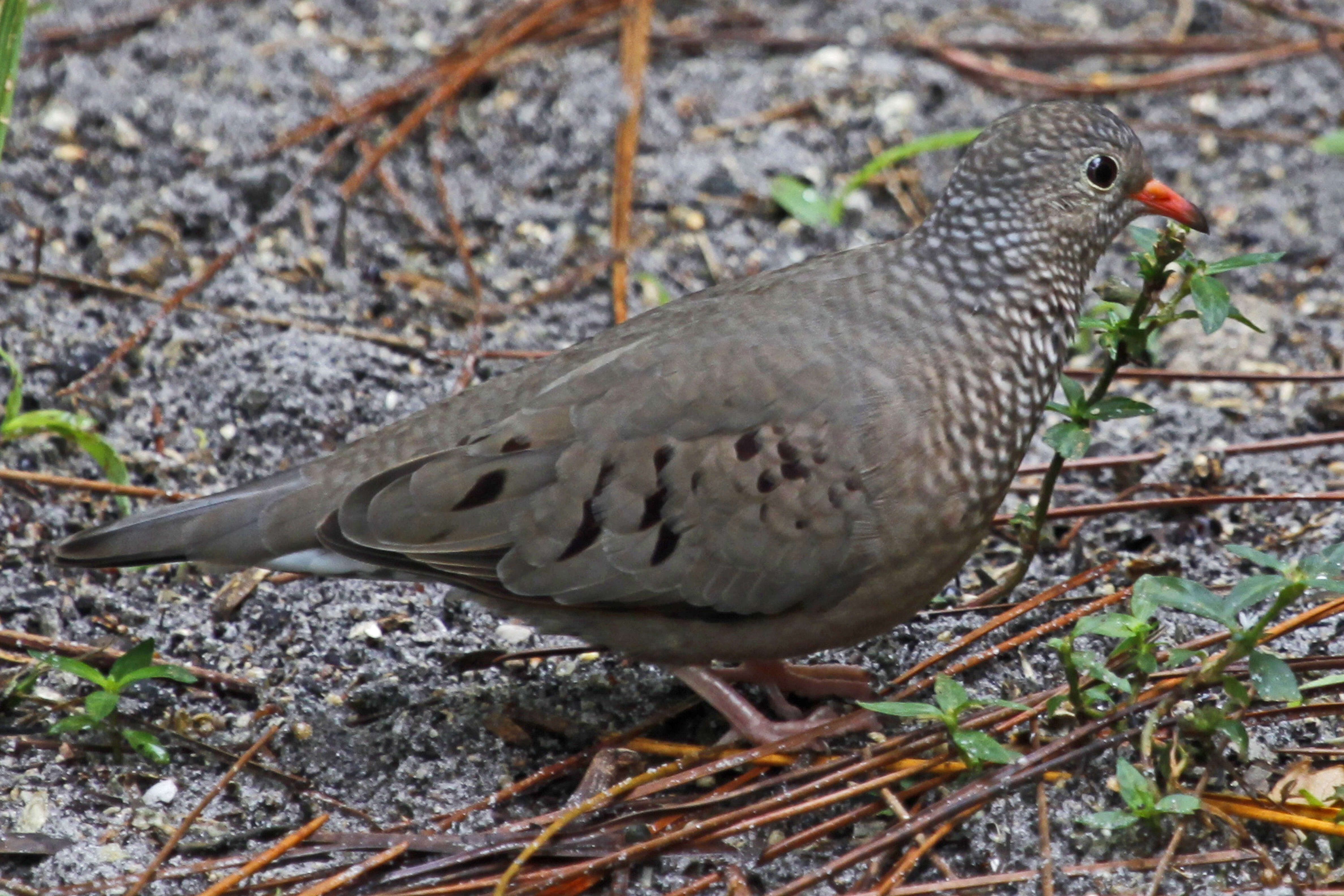 Image of Common Ground Dove