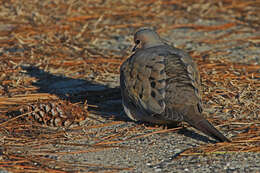 Image of American Mourning Dove