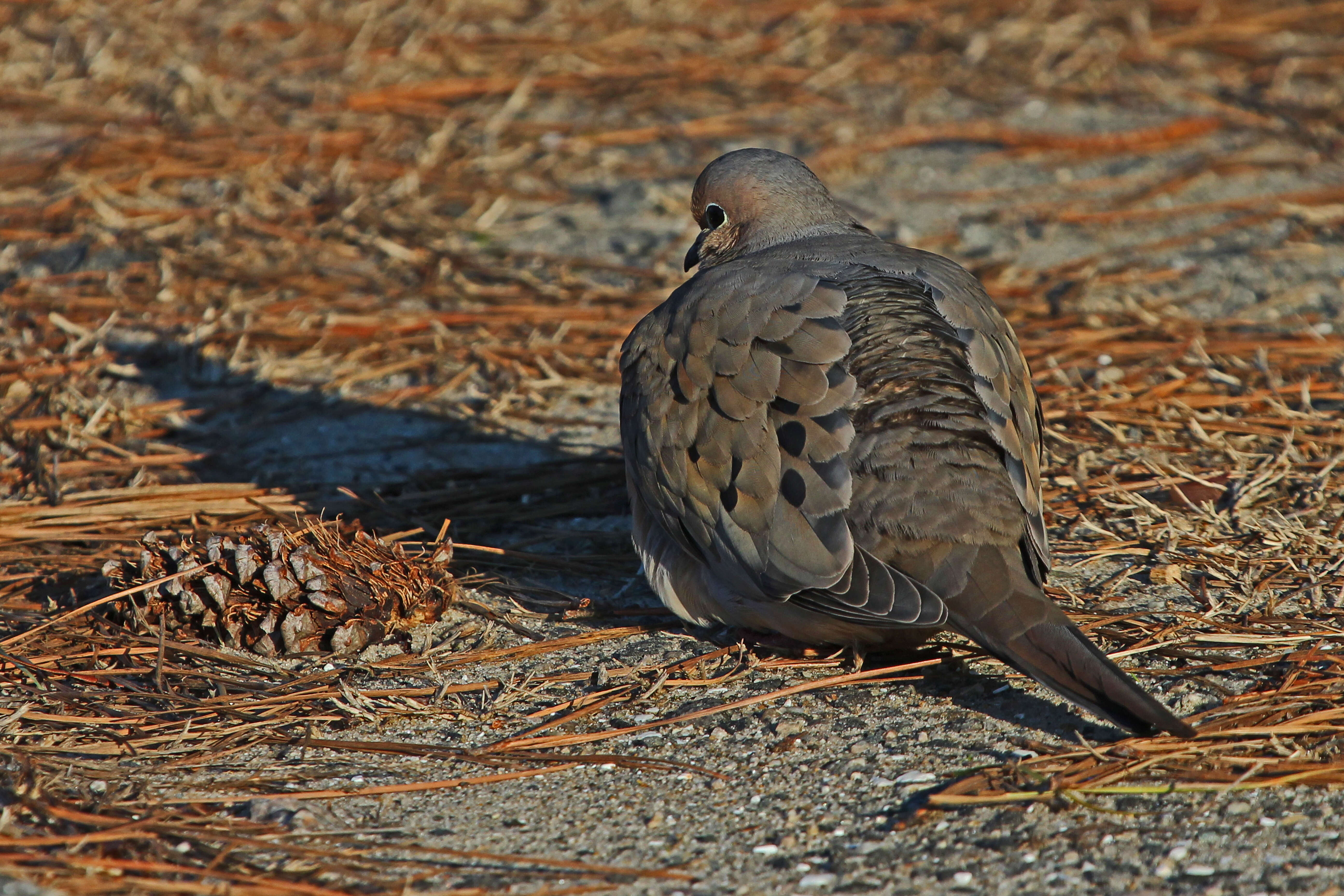 Image of American Mourning Dove