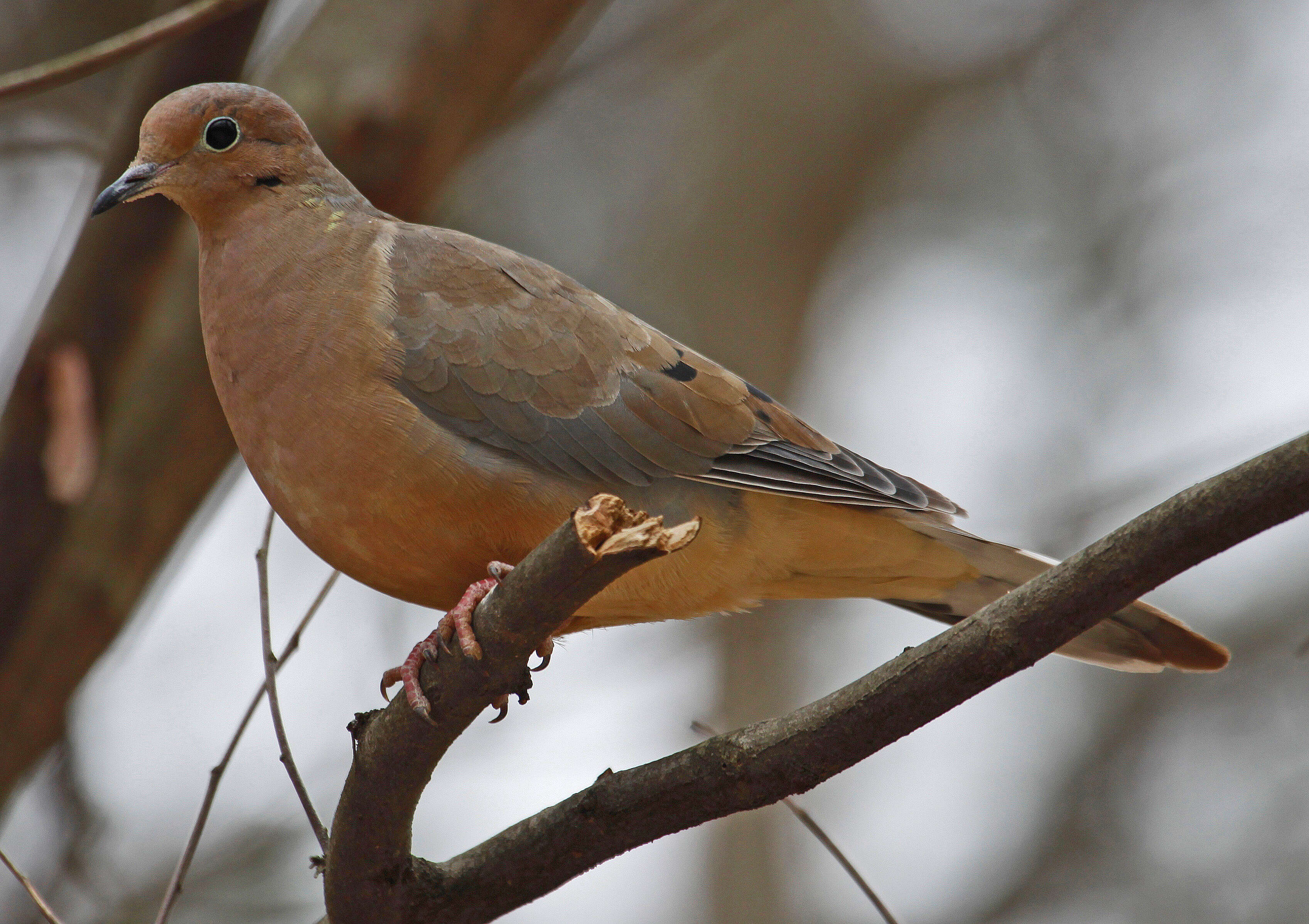 Image of American Mourning Dove