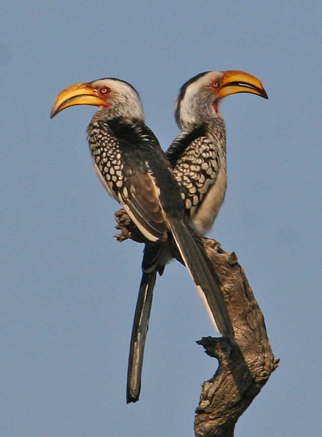 Image of Southern Yellow-billed Hornbill