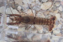 Image of Procambarus spiculifer (Le Conte 1856)