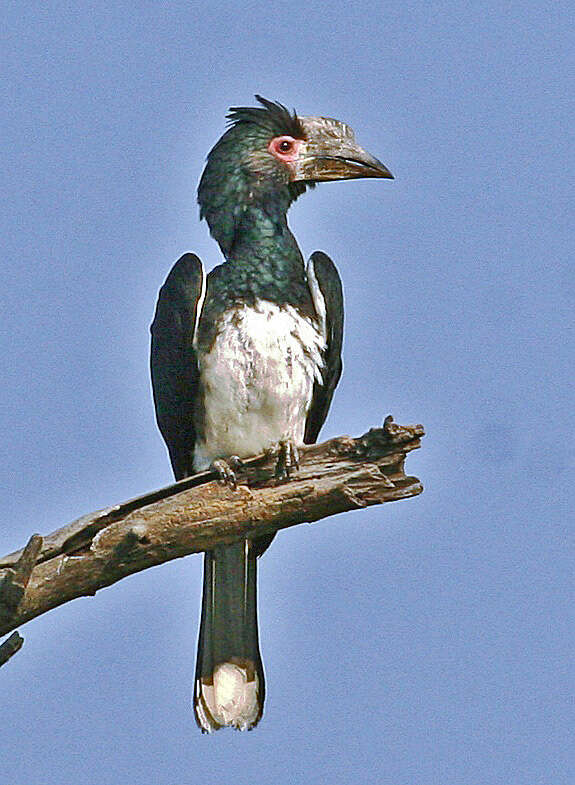 Image of Trumpeter Hornbill