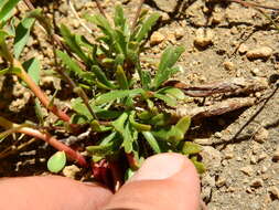 Sivun Pennellia parvifolia (Phil.) Al-Shehbaz & C. D. Bailey kuva