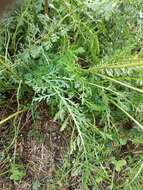 Image of Achillea inundata Kondrat.