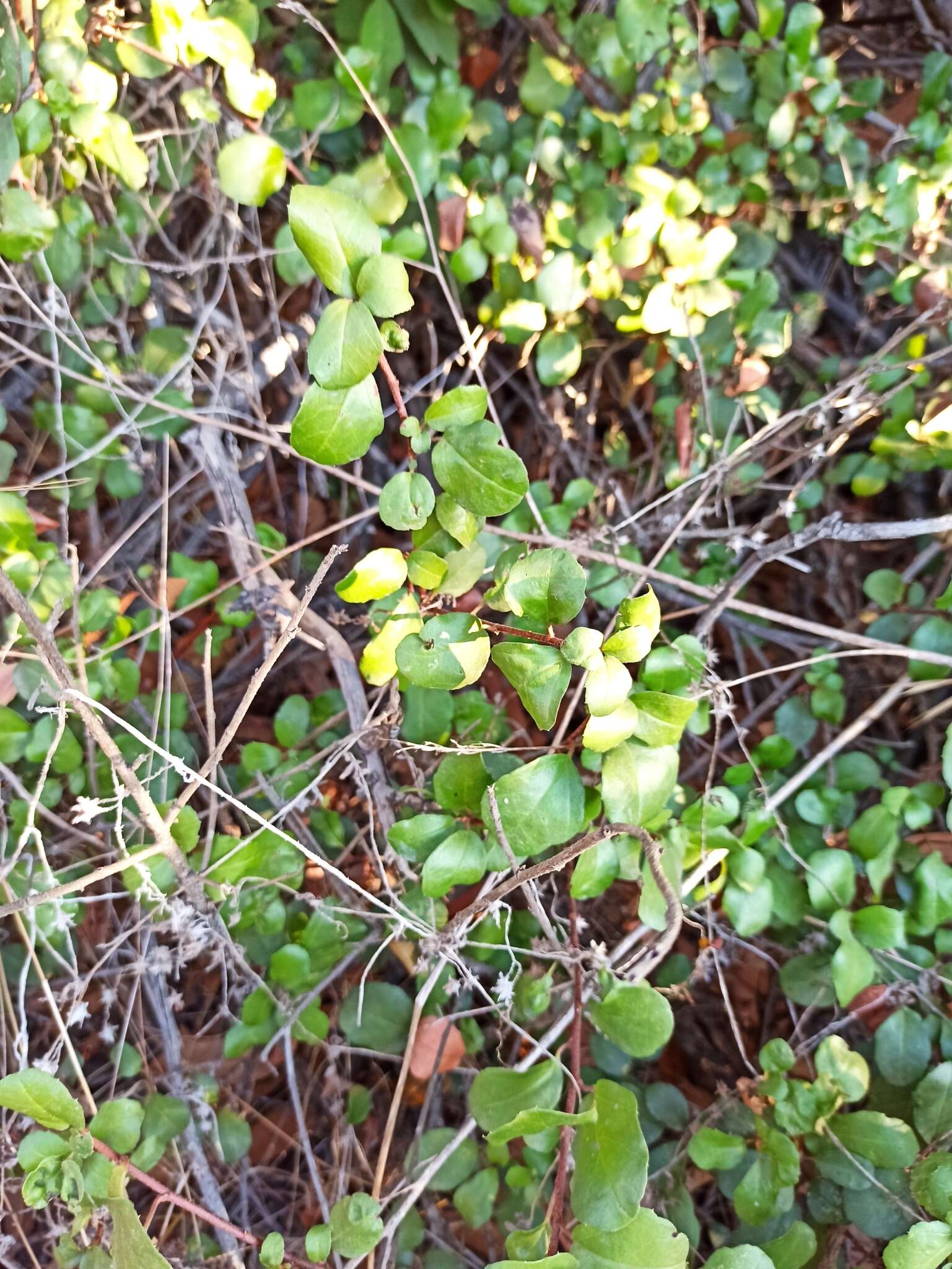 Image of island gooseberry