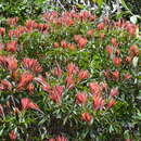 Image de Leucopogon pancheri Brongn. & Gris