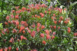 Image of Leucopogon pancheri Brongn. & Gris