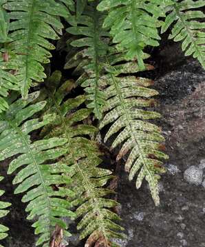 Слика од Polypodium incognitum Cusick