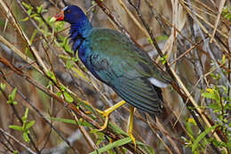 Image of American Purple Gallinule