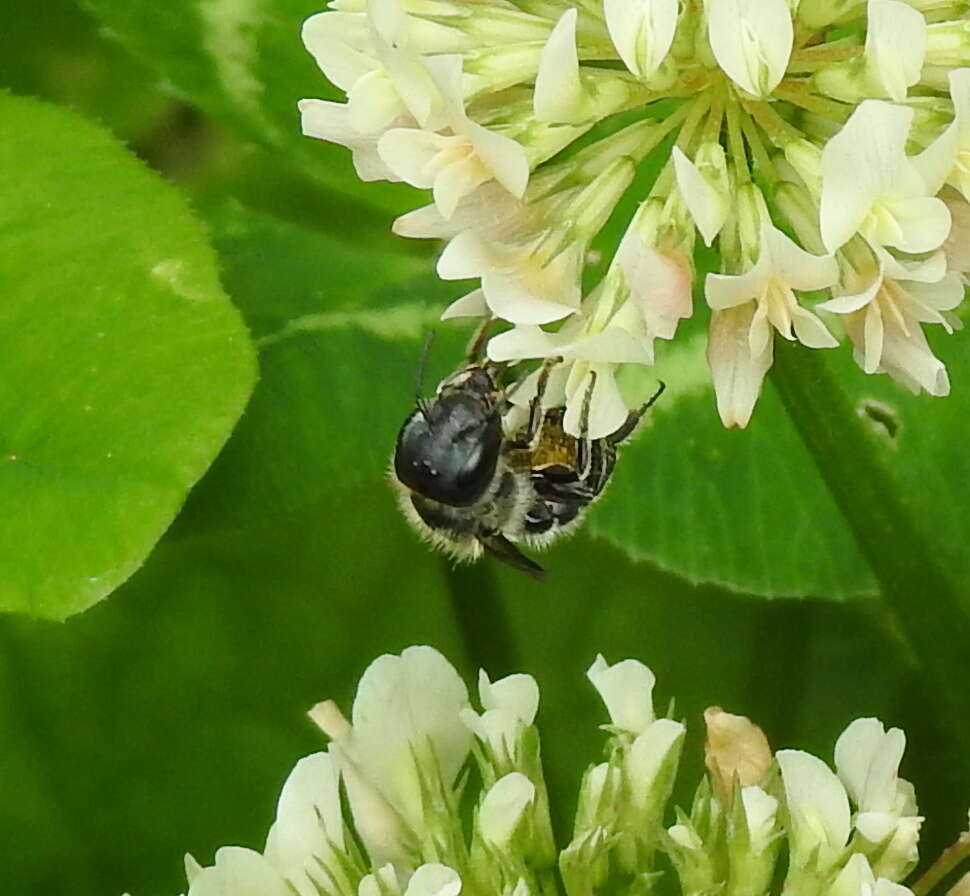 Image of Mason bee