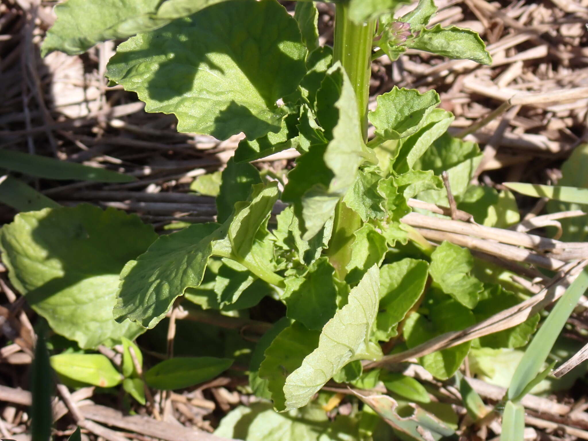 Image of pineland lobelia