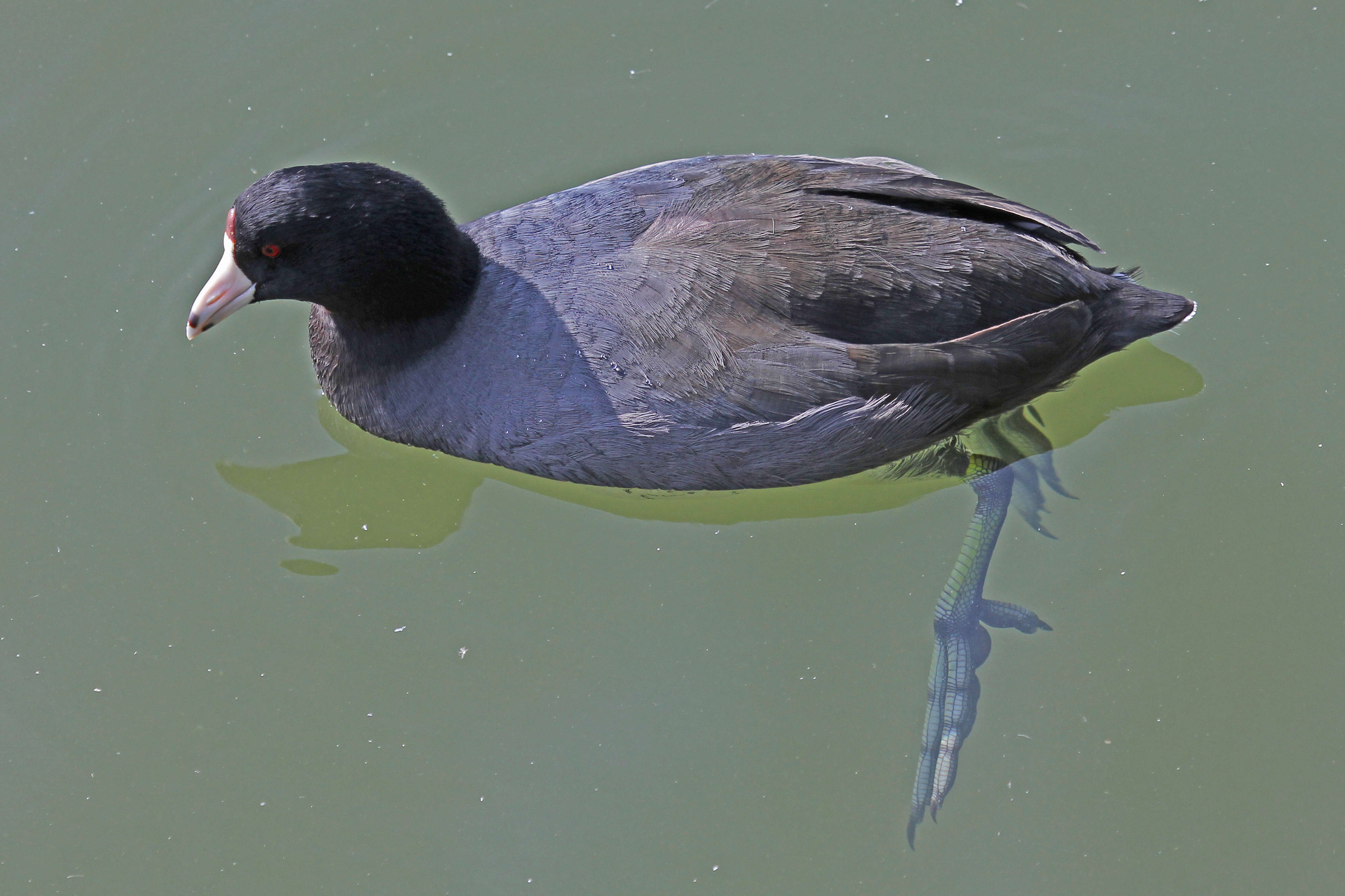 Image of Fulica Linnaeus 1758