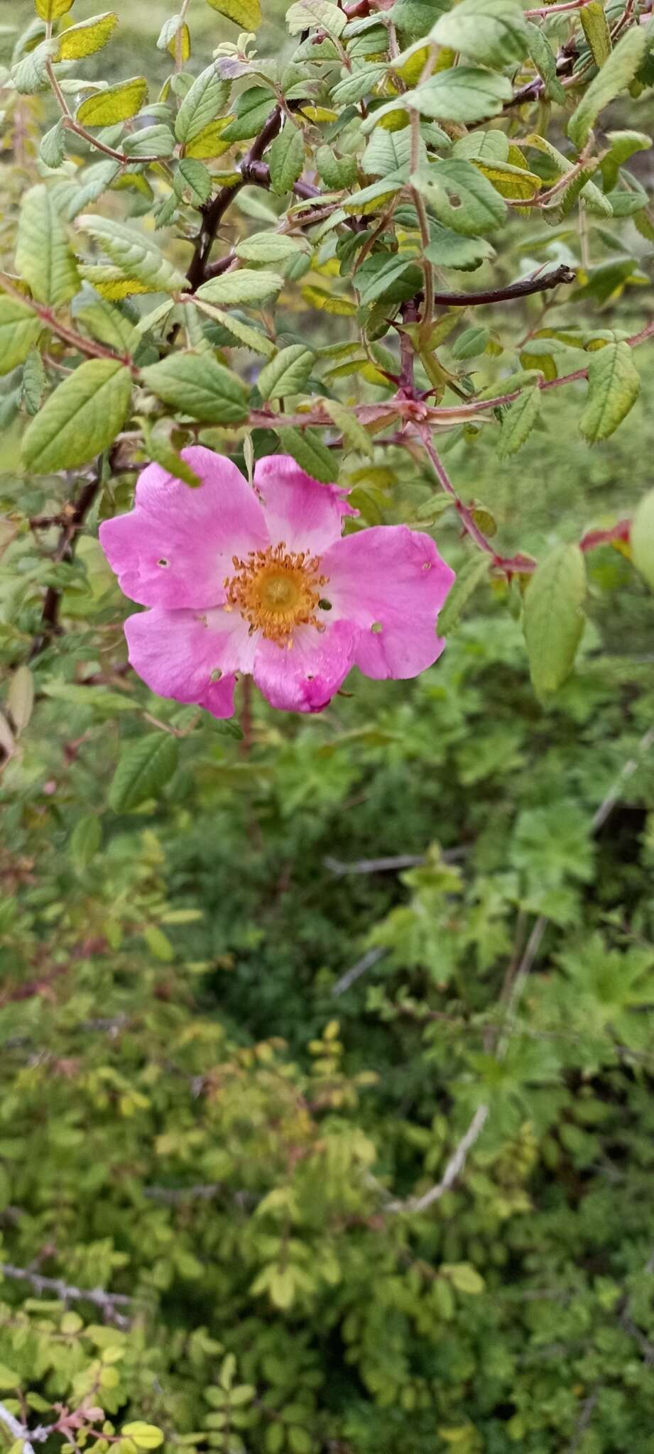 Image of Rosa macrophylla Lindl.