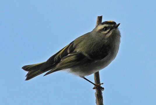 Image of Golden-crowned Kinglet