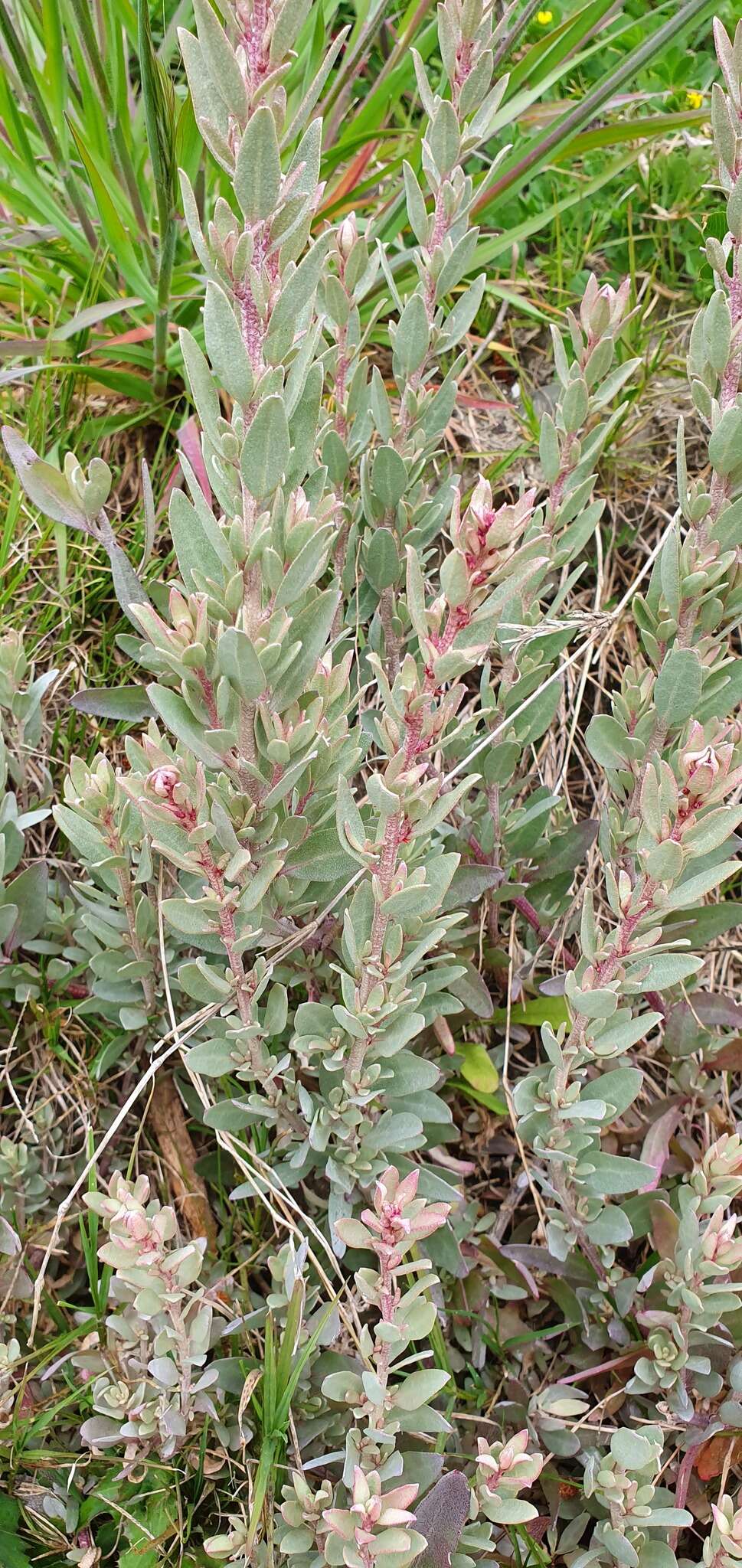 Imagem de Atriplex cinerea Poir.