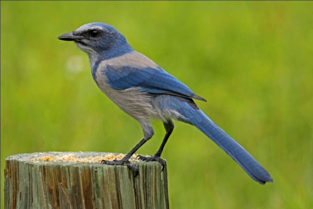 Image of Florida Jay