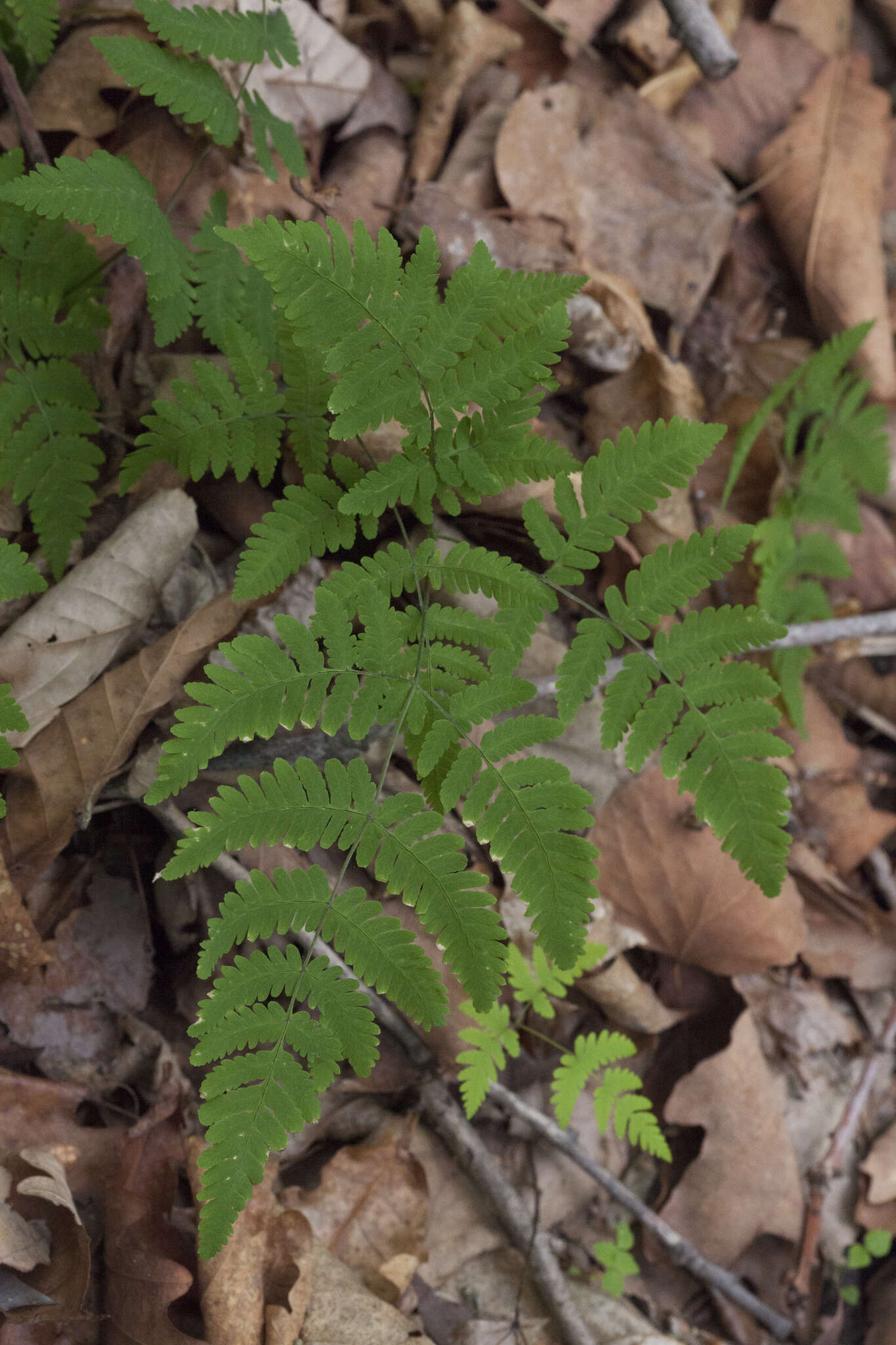 Image of Asian oakfern