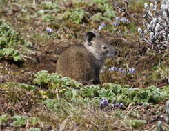 Image of Lophuromys melanonyx F. Petter 1972