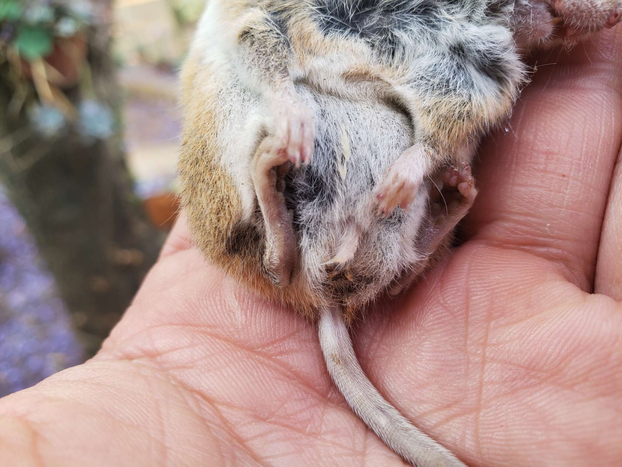 Image of Peromyscus hylocetes Merriam 1898