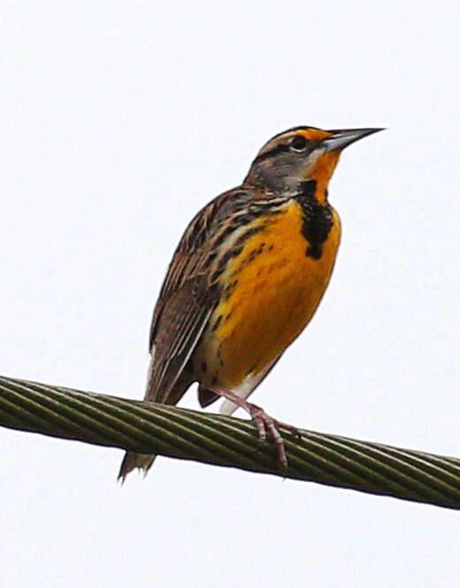 Слика од Sturnella magna (Linnaeus 1758)