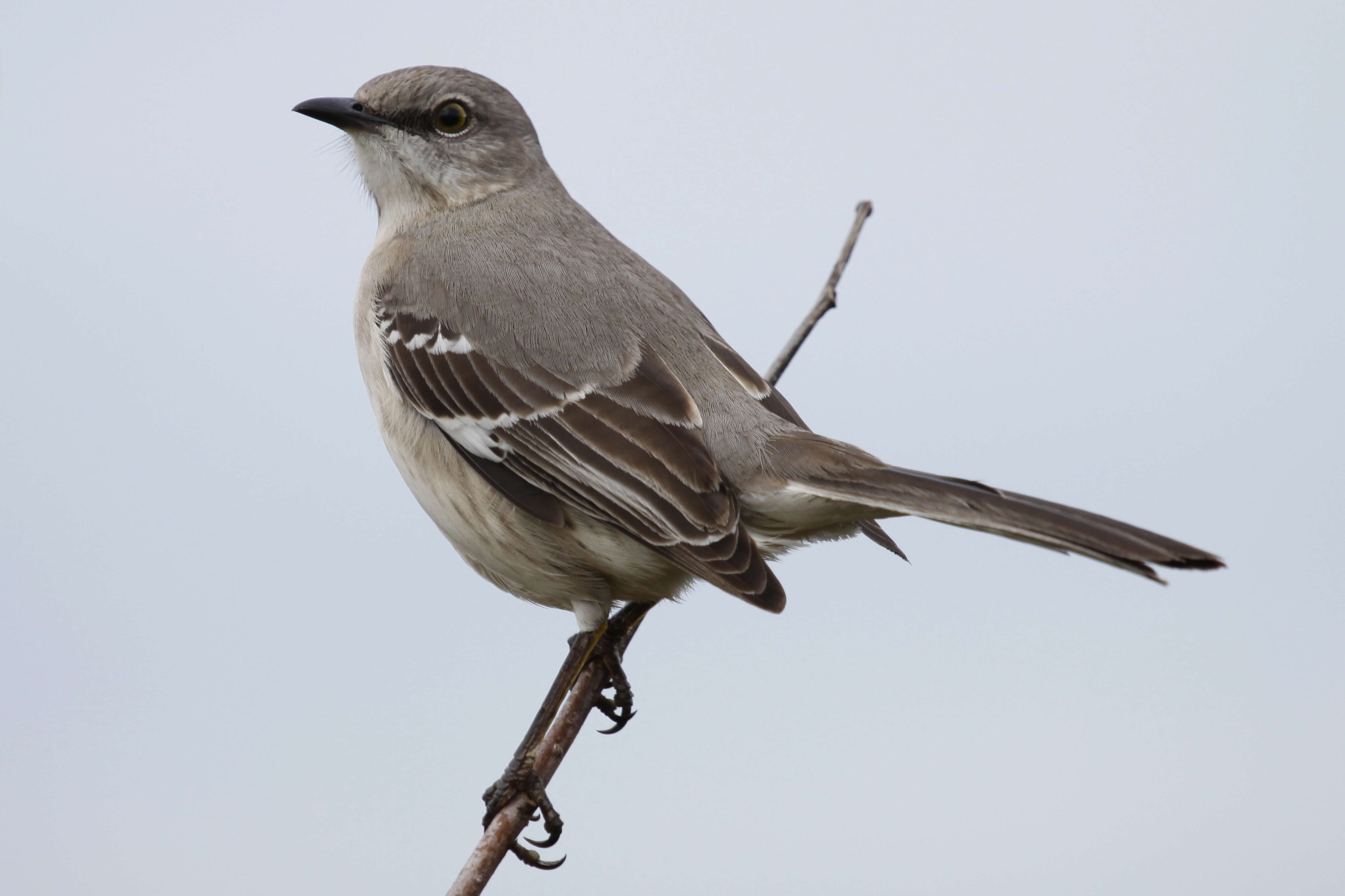 Image of Northern Mockingbird