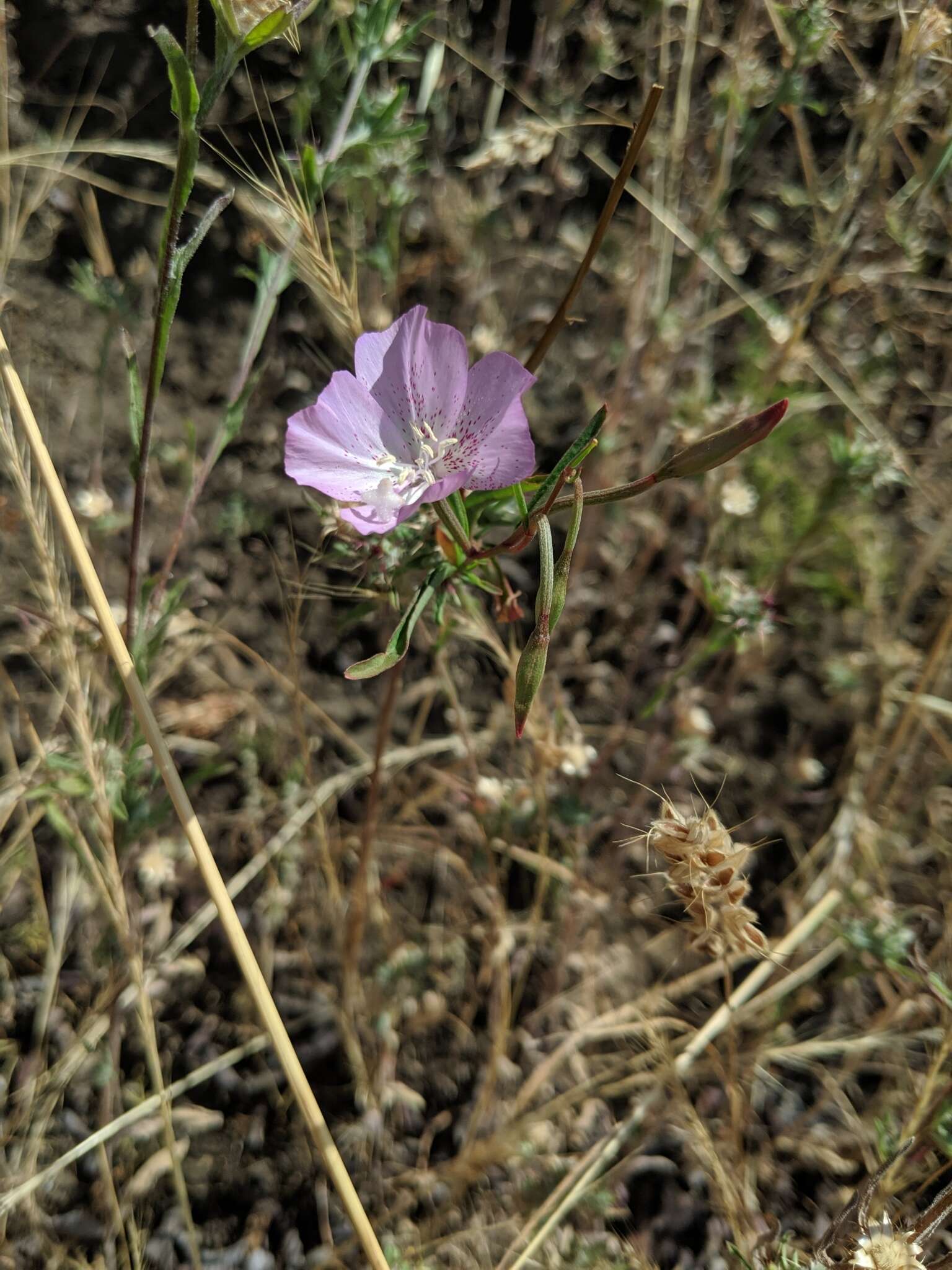 Image de Clarkia bottae (Spach) H. & M. Lewis