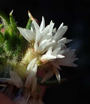 Image of Upside-down Blombush