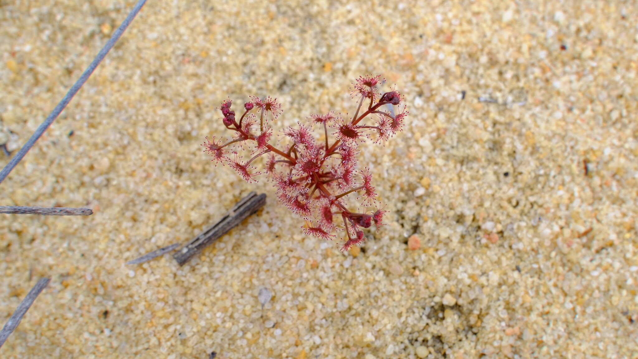 صورة Drosera stolonifera subsp. humilis (Planch.) N. Marchant