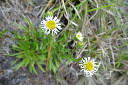 Слика од Erigeron morrisonensis Hayata