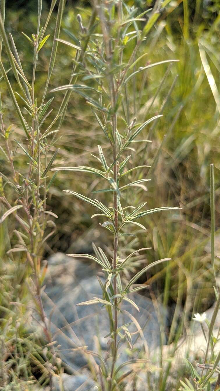 Слика од Epilobium leptophyllum Rafin.