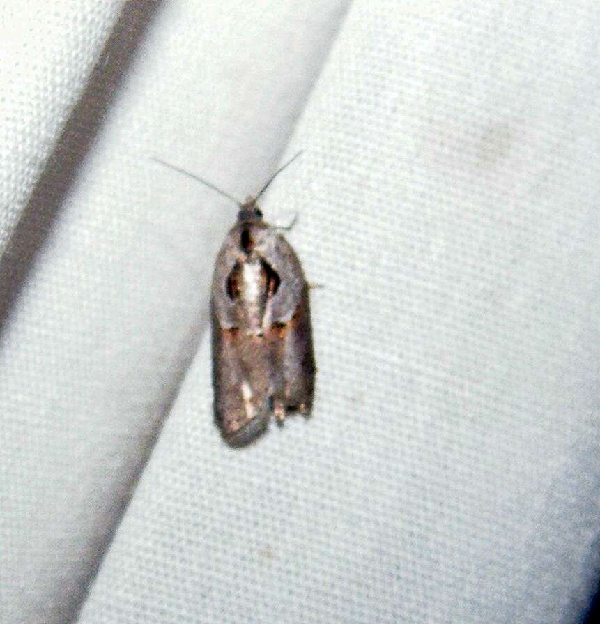 Image of Acleris maculidorsana Clemens 1864