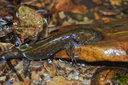Image de Dicamptodon de l'Idaho
