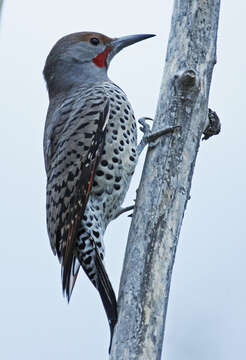 Image of Northern Flicker