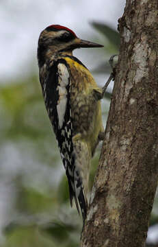 Image of Sapsucker