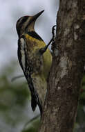 Image of Sapsucker