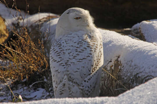 Imagem de Bubo scandiacus (Linnaeus 1758)