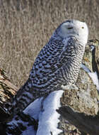 Image of Snowy Owl