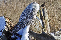 Image of Snowy Owl