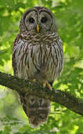 Image of Barred Owl