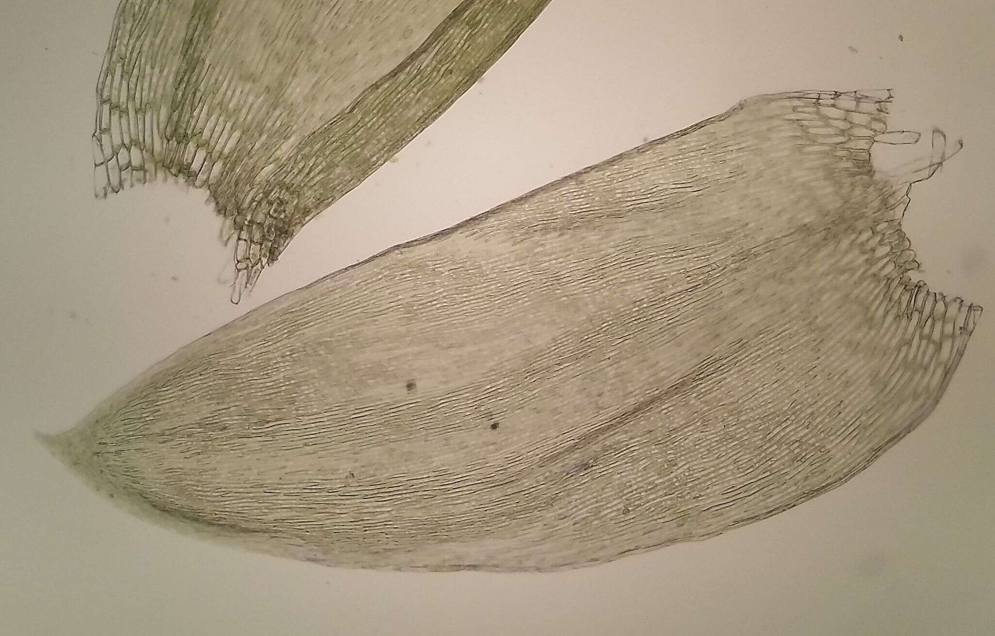 Image of Plagiothecium curvifolium Schliephacke ex Limpricht 1897