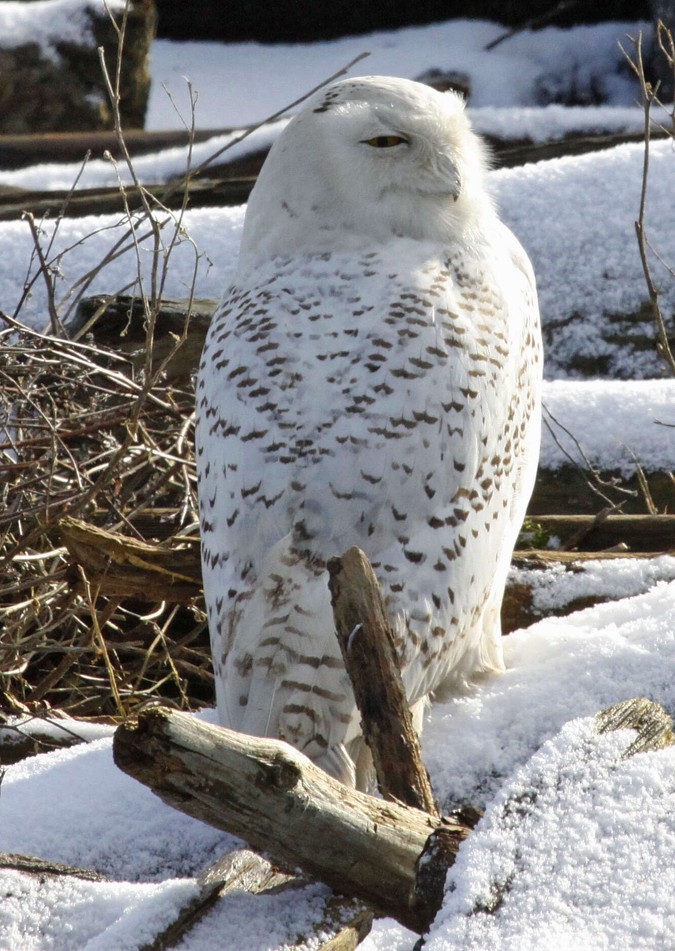 Imagem de Bubo scandiacus (Linnaeus 1758)