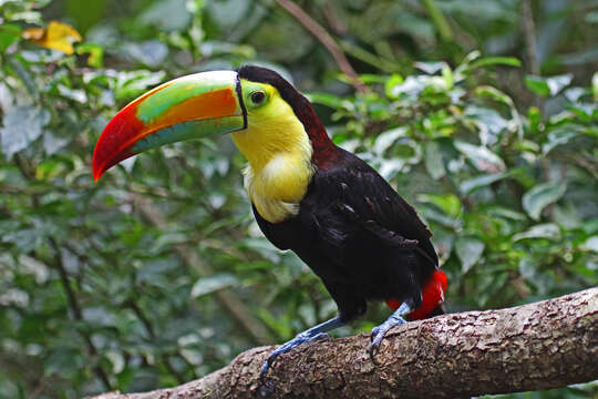 Image of Keel-billed Toucan