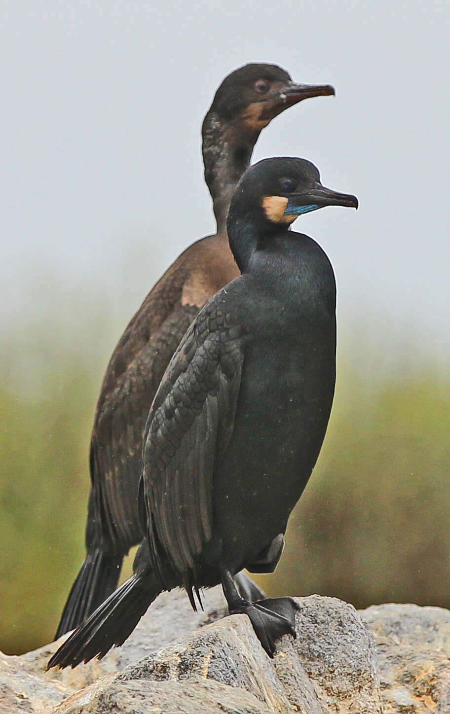 Image of Brandt's Cormorant
