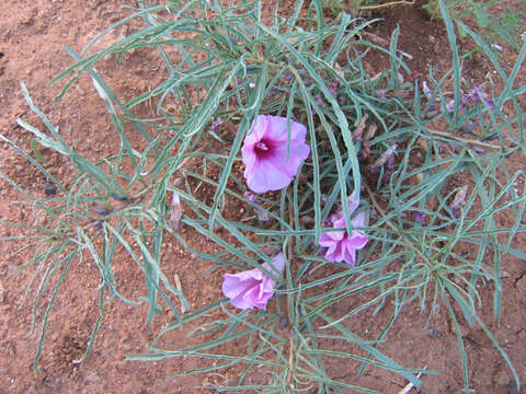 Слика од Ipomoea bolusiana Schinz