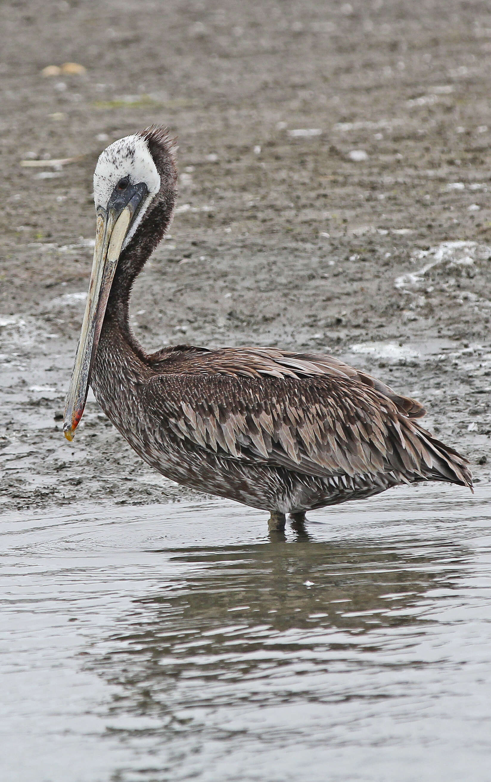 Image of Brown Pelican