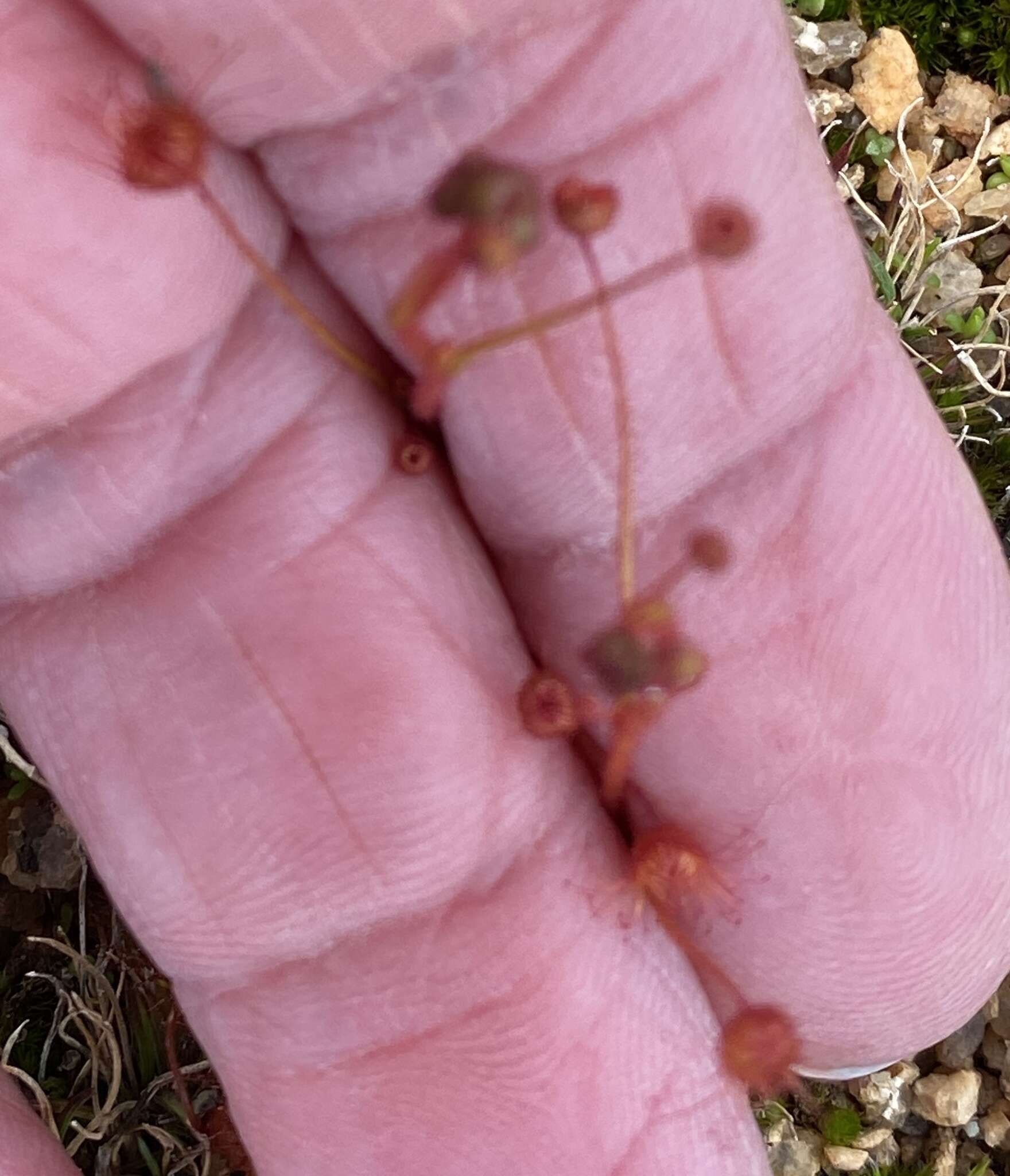 Image of Drosera andersoniana W. Fitzg. ex Ewart. & White