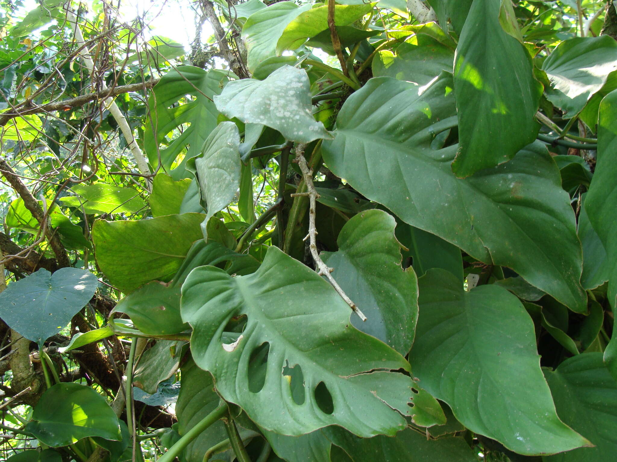 Image of Monstera acuminata K. Koch