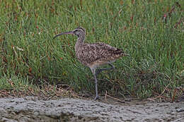 Image of Long-billed Curlew